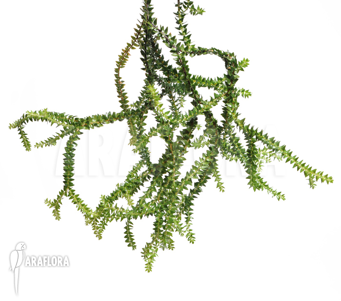 Huperzia salvinioides ‘Lycopodium spec borneo’