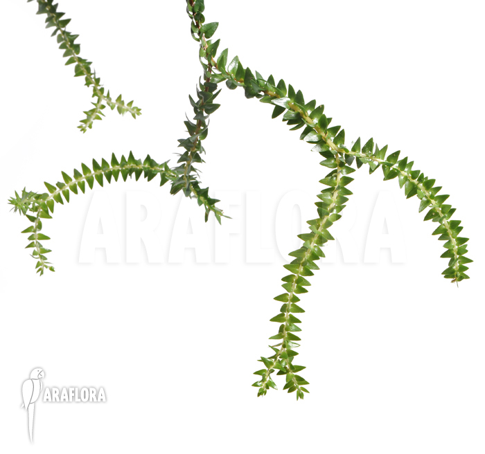 Huperzia salvinioides ‘Lycopodium spec borneo’