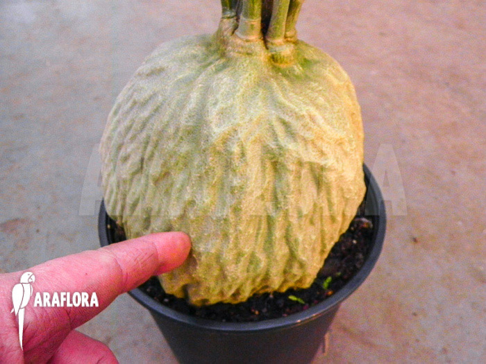 Hydnophytum simplex ‘XL’