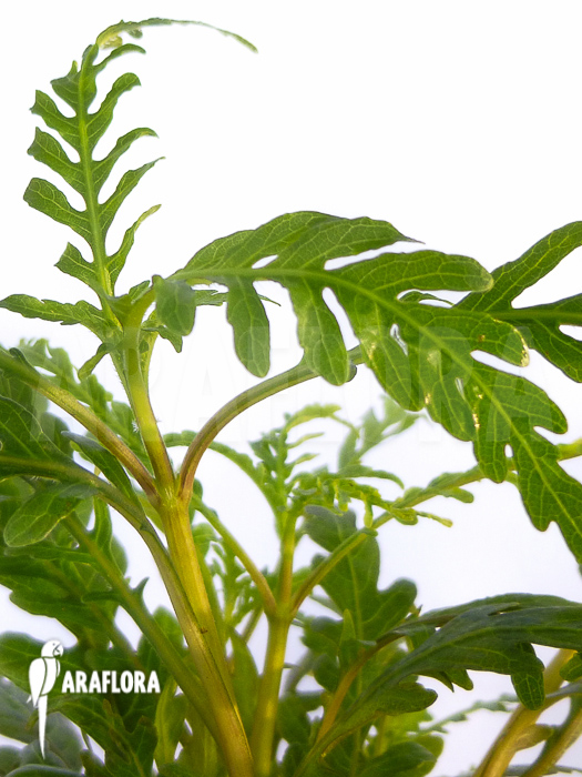 Hygrophila pinnatifida