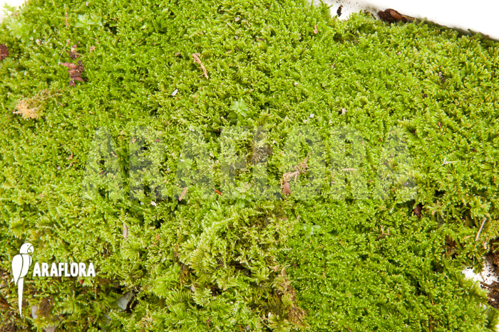 Hypopterygium species