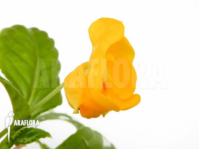 Impatiens auricoma flower