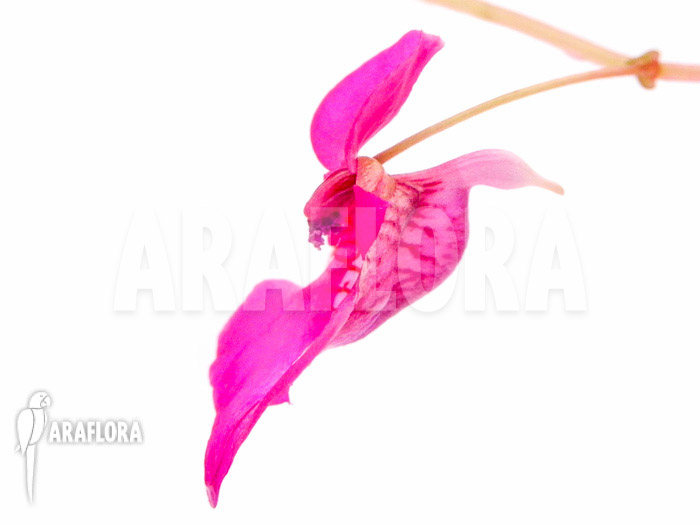 Impatiens columbaria