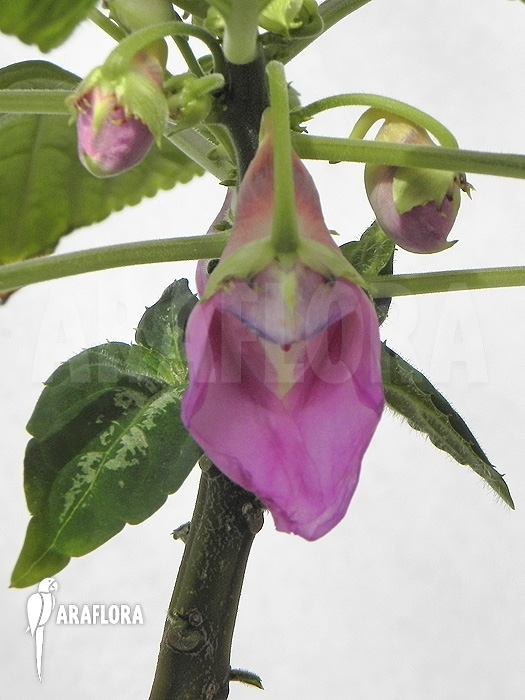 Impatiens mackeyana