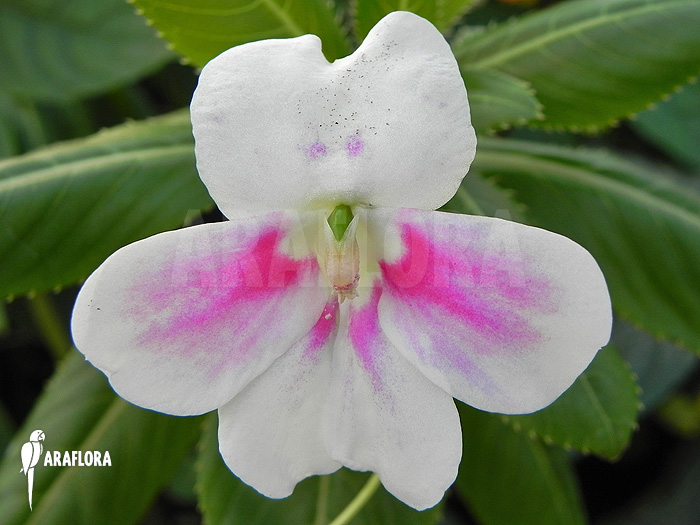 Impatiens sodenii