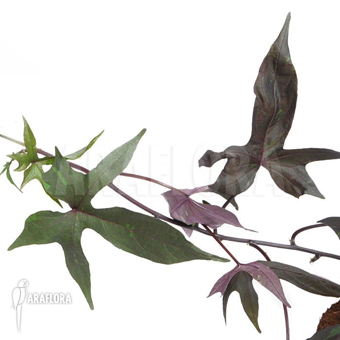 Ipomea batatas ‘Black’