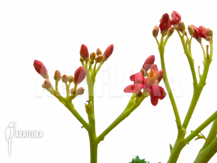 Jatropha berlandieri
