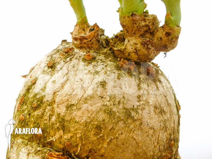 Jatropha berlandieri