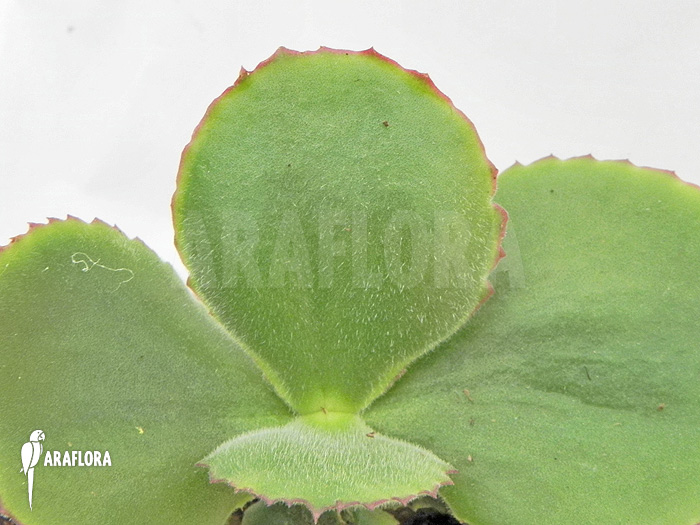 Kalanchoe tetraphylla