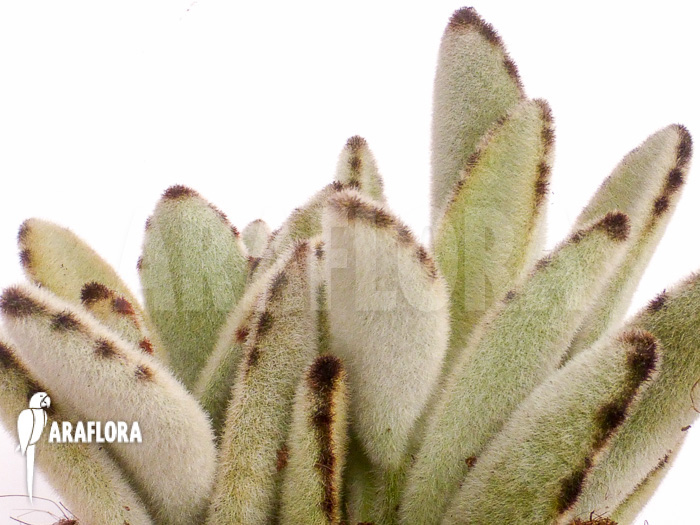 Kalanchoe tomentosa