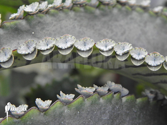 Kalanchoe x  daigremontana x tubiflora-5