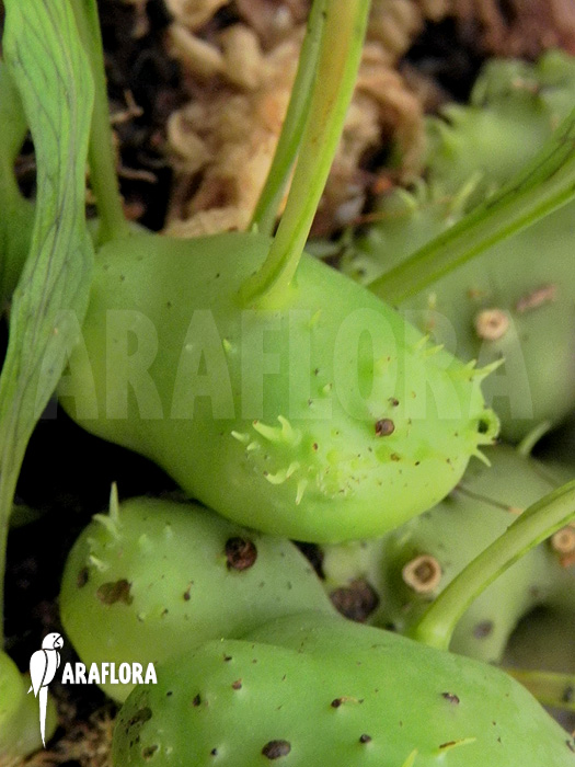 Lecanopteris darnaedii