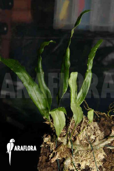 Lecanopteris sinuosa