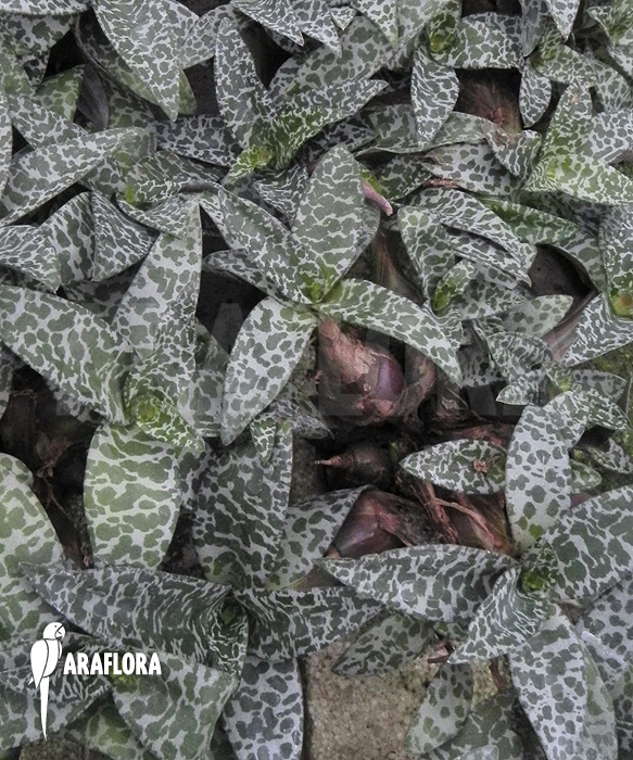 Ledebouria ‘Scilla’ pauciflora small