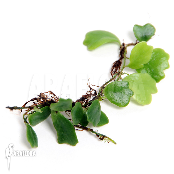 Lemmaphyllum microphyllum heart mini