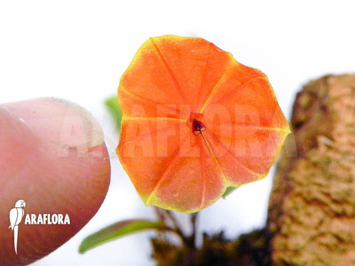 Lepanthes telipogoniflora
