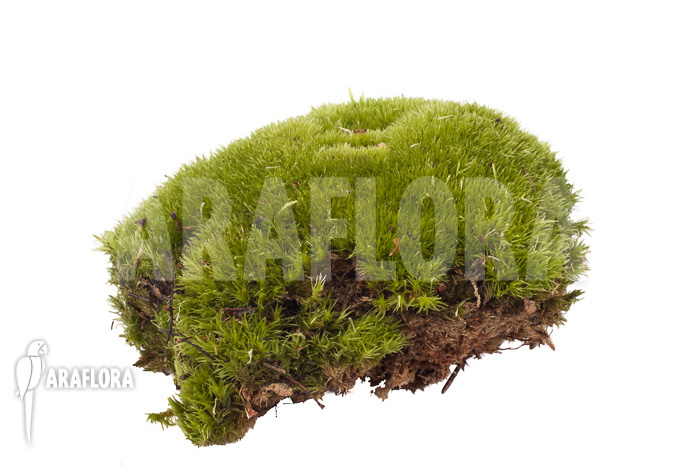 Leucobryum glaucum cradle ‘Cushion moss’ piece