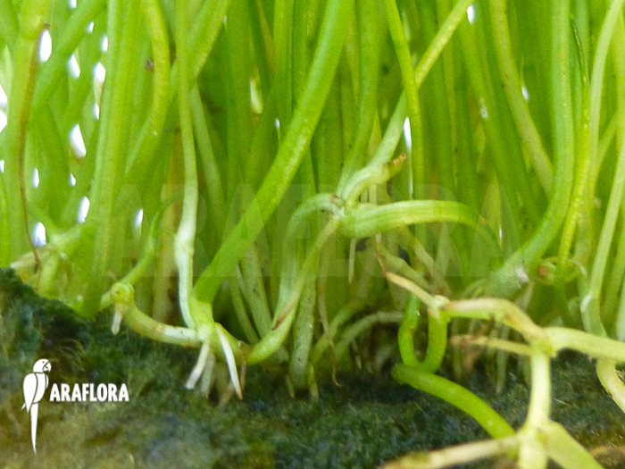 Lilaeopsis mauritiana