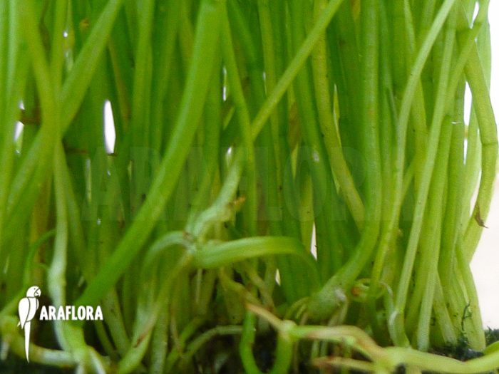 Lilaeopsis mauritiana