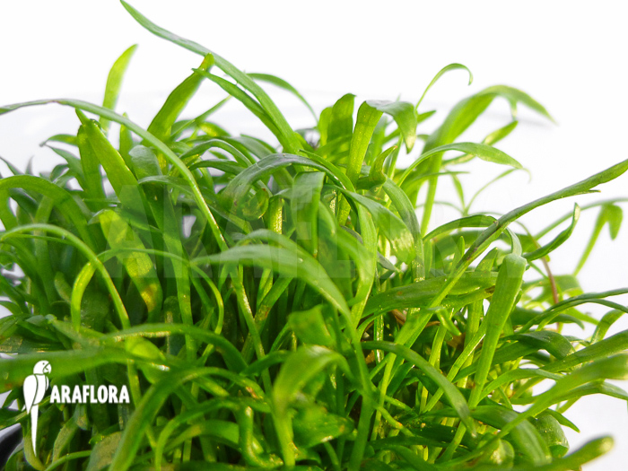 Lilaeopsis novae-zelandiae