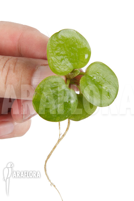 Limnobium laevigatum