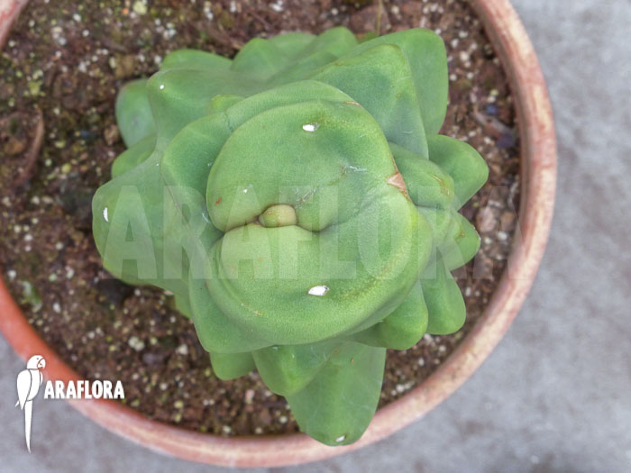 Lophocereus schottii monstrose