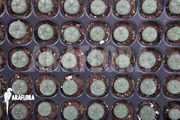 Lophophora williamsii ‘S’