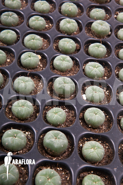 Lophophora williamsii ‘S’