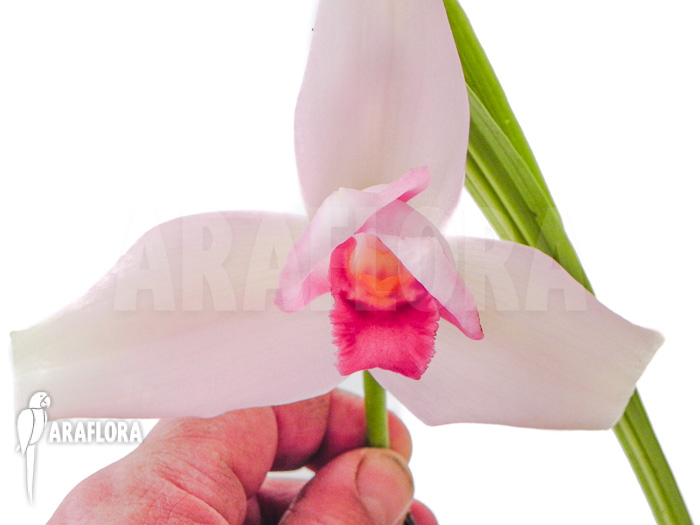 Lycaste skinneri ‘Violet’