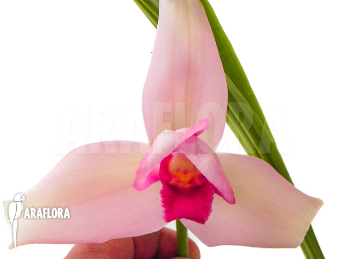 Lycaste skinneri ‘Violet’