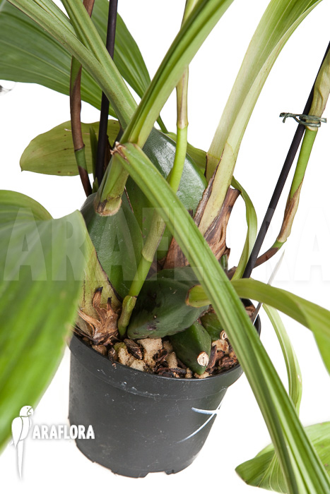 Lycaste skinneri ‘White’