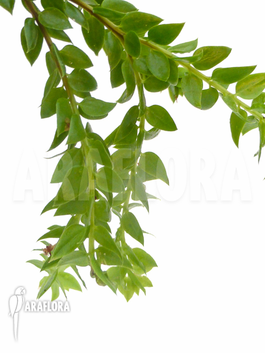 Huperzia ‘Lycopodium’ hamiltonii