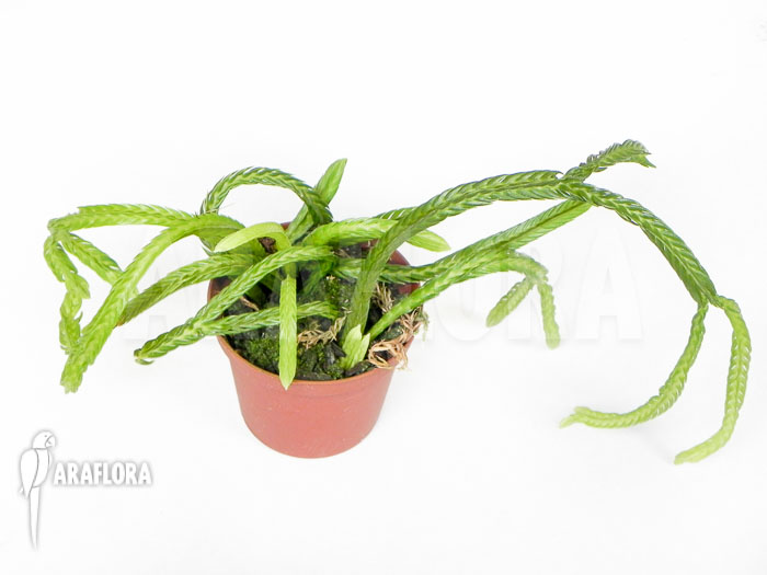 Lycopodium tetrasticha