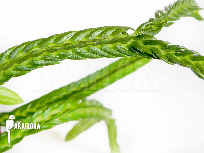 Lycopodium tetrasticha