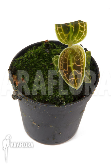 Macodes sanderiana ‘S’