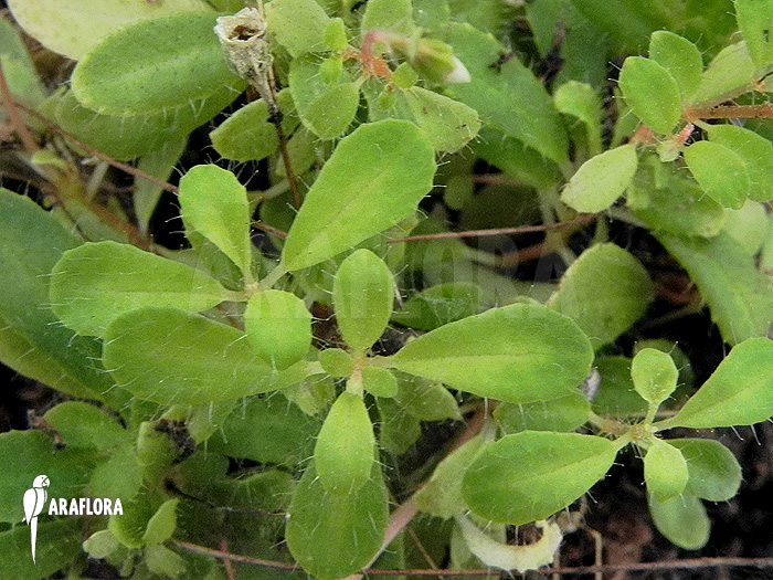 Macrocentrum droseroides