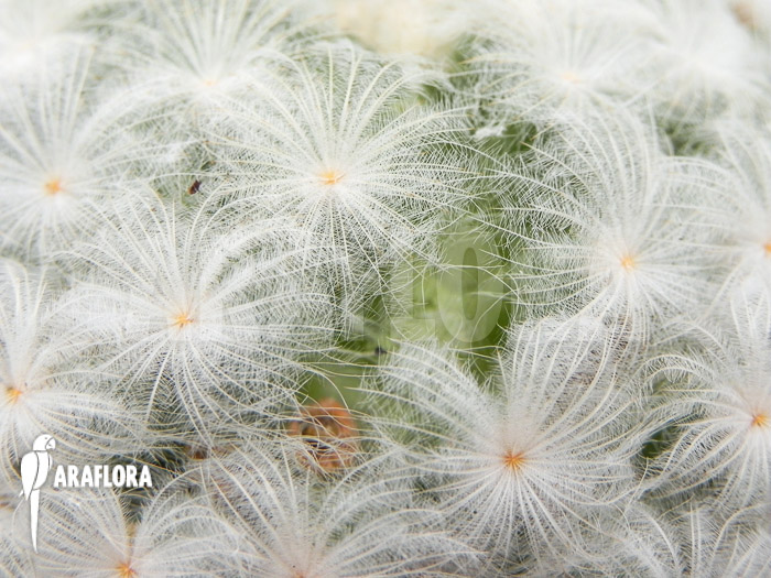 Mammillaria plumosa