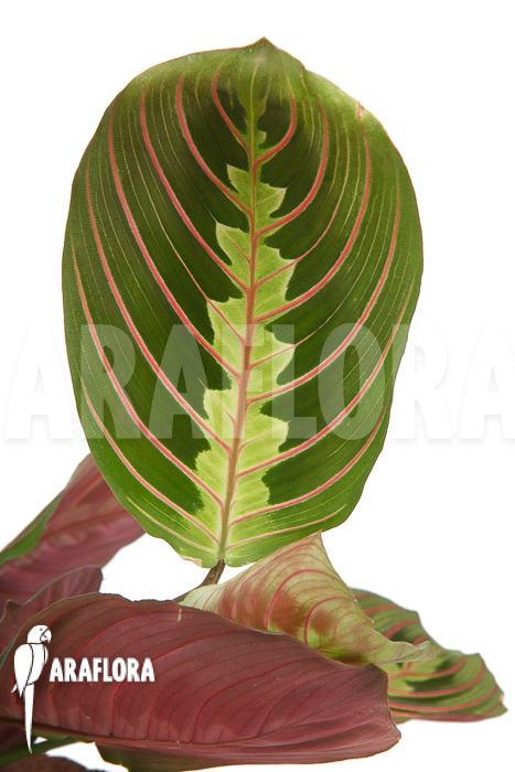 Maranta leuconeura var ‘Fascinator’