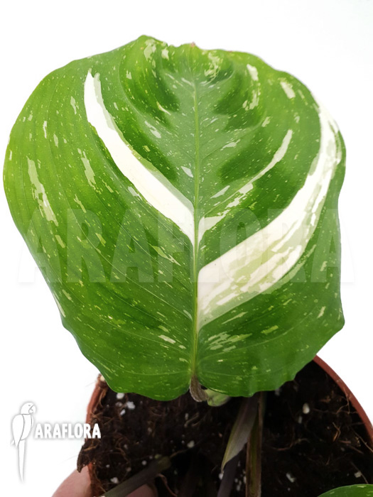 Marantha leuconeura kerchoveana variegata