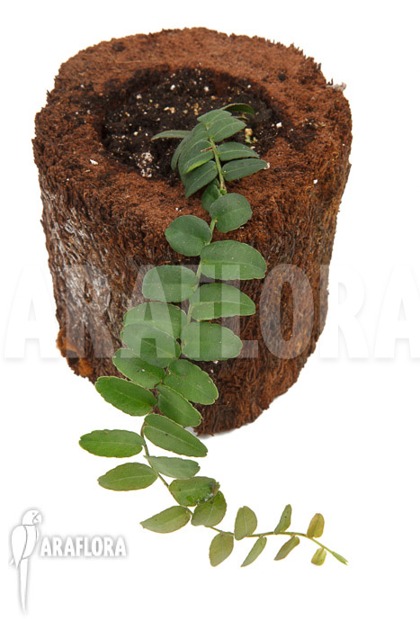 Marcgravia umbellata