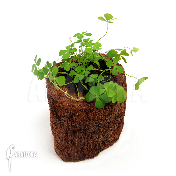 Marsilea angustifolia