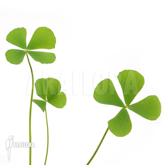 Marsilea angustifolia