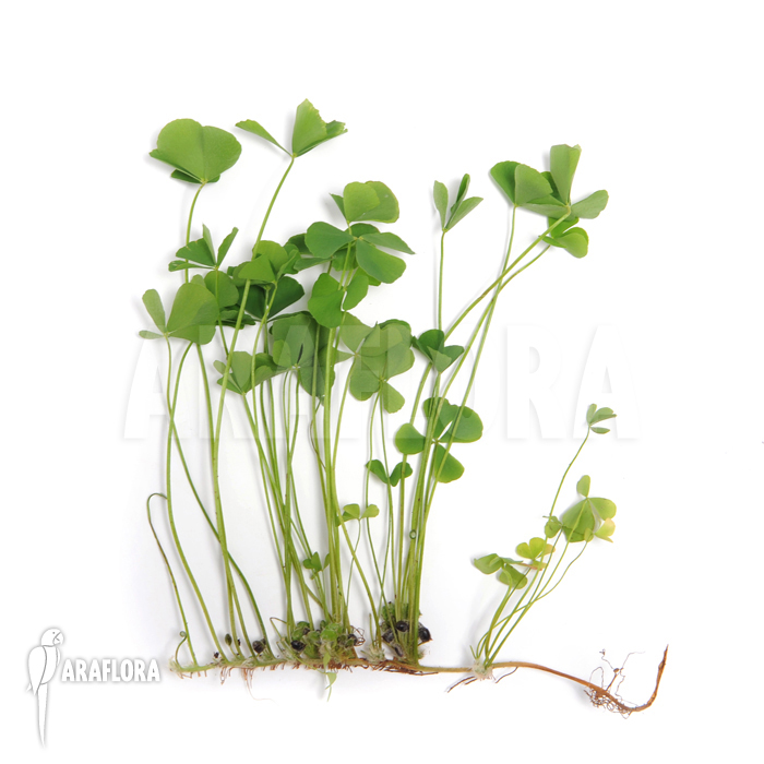 Marsilea angustifolia