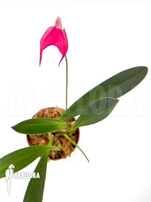Masdevallia barlaeana