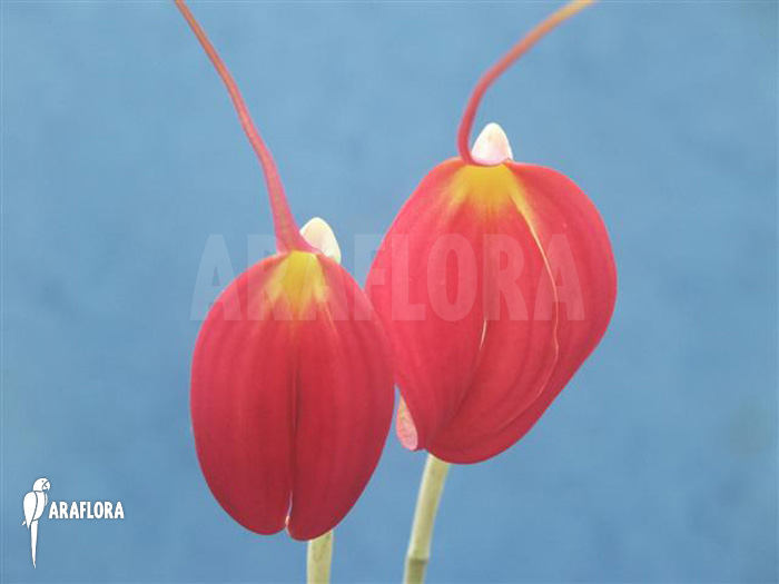 Masdevallia coccinea