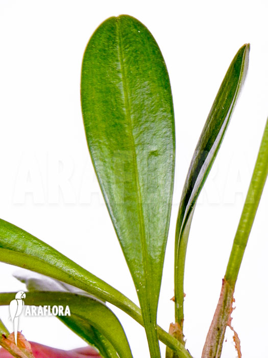 Masdevallia coccinea alba