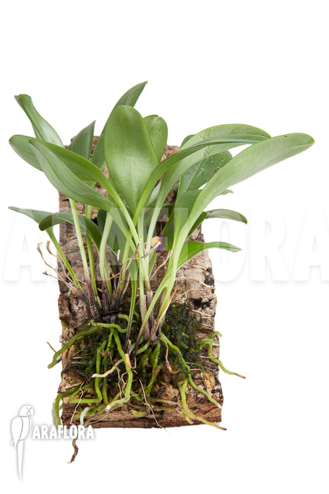 Masdevallia glandulosa