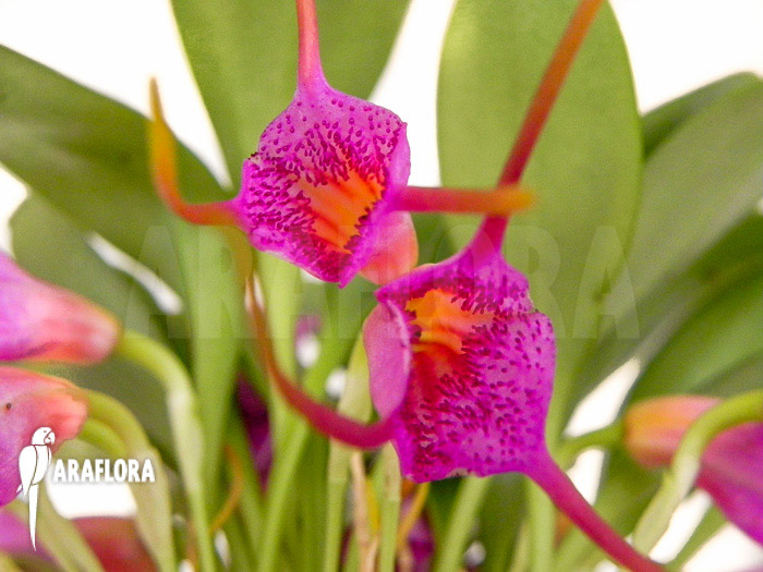 Masdevallia grandulosa