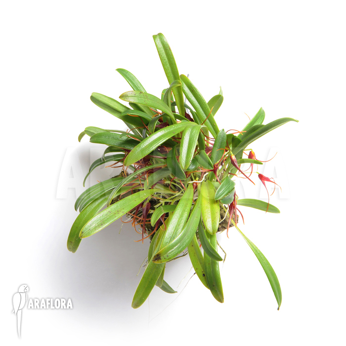 Masdevallia herradurae