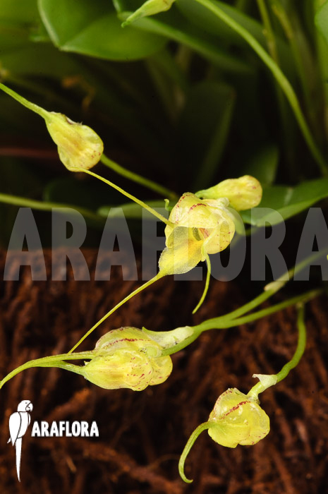 Masdevallia nidifica ‘Yellow’